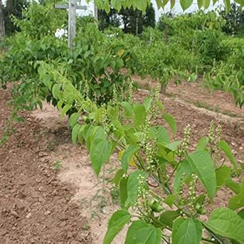 Sacha Inchi (Mountain Peanut) Plant Seeds for Planting