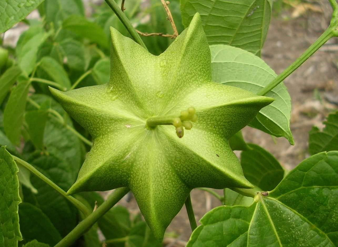 Sacha Inchi (Mountain Peanut) Plant Seeds for Planting