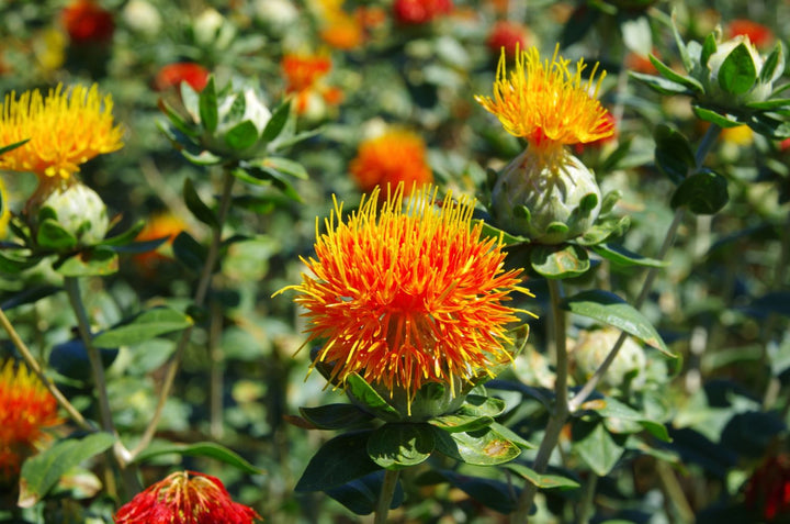 Heirloom Non-GMO Safflower Seeds for Planting – Drought-Tolerant Medicinal Flower Seeds | High Germination