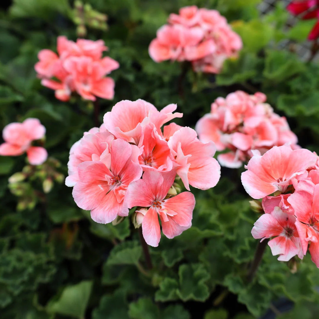 Geranium Light Red Green Flower Seeds for Planting 100 pcs