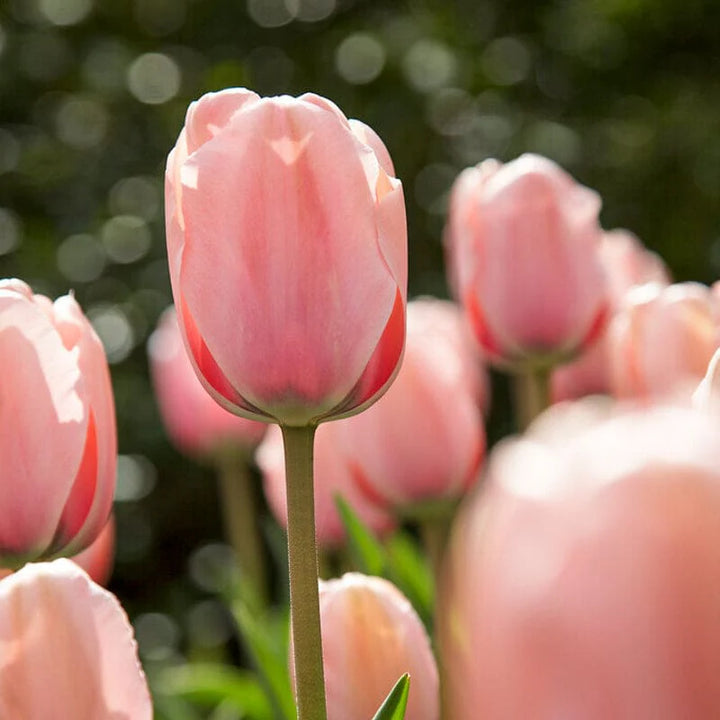 Heirloom Tulip Flower Seeds for Planting – 100 pcs Non-GMO, Vibrant Garden Blooms