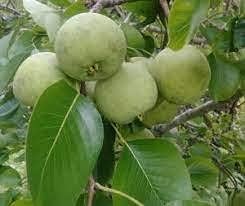 Sand Pear Fruit Seeds for Planting