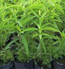 Sandalwood Plant Seeds