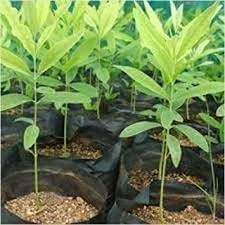 Sandalwood Plant Seeds