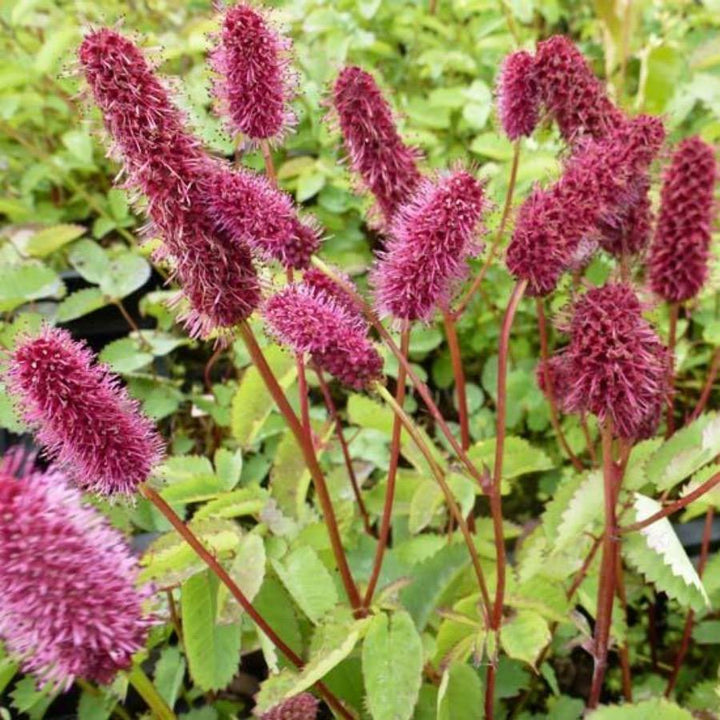 Heirloom Non-GMO Menzies Burnet Flower Seeds for Planting – Hardy Pollinator Blooms | High Germination