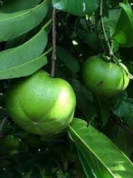 Sapote Fruit Seeds for Planting