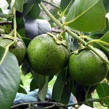 Sapote Fruit Seeds for Planting