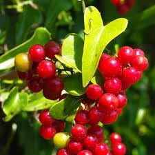 Sarsaparilla Nostrana Fruit Seeds for Planting