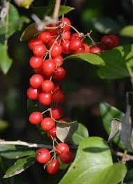 Sarsaparilla Nostrana Fruit Seeds for Planting