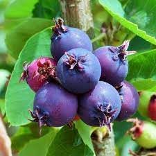 Saskatoon Fruit Seeds for Planting