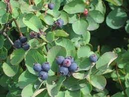 Saskatoon Fruit Seeds for Planting