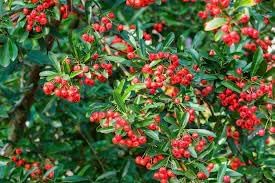 Scarlet Firethorn Fruit Seed Pack for Planting | Heirloom Non-GMO Seeds for Spicy, Tart Berries