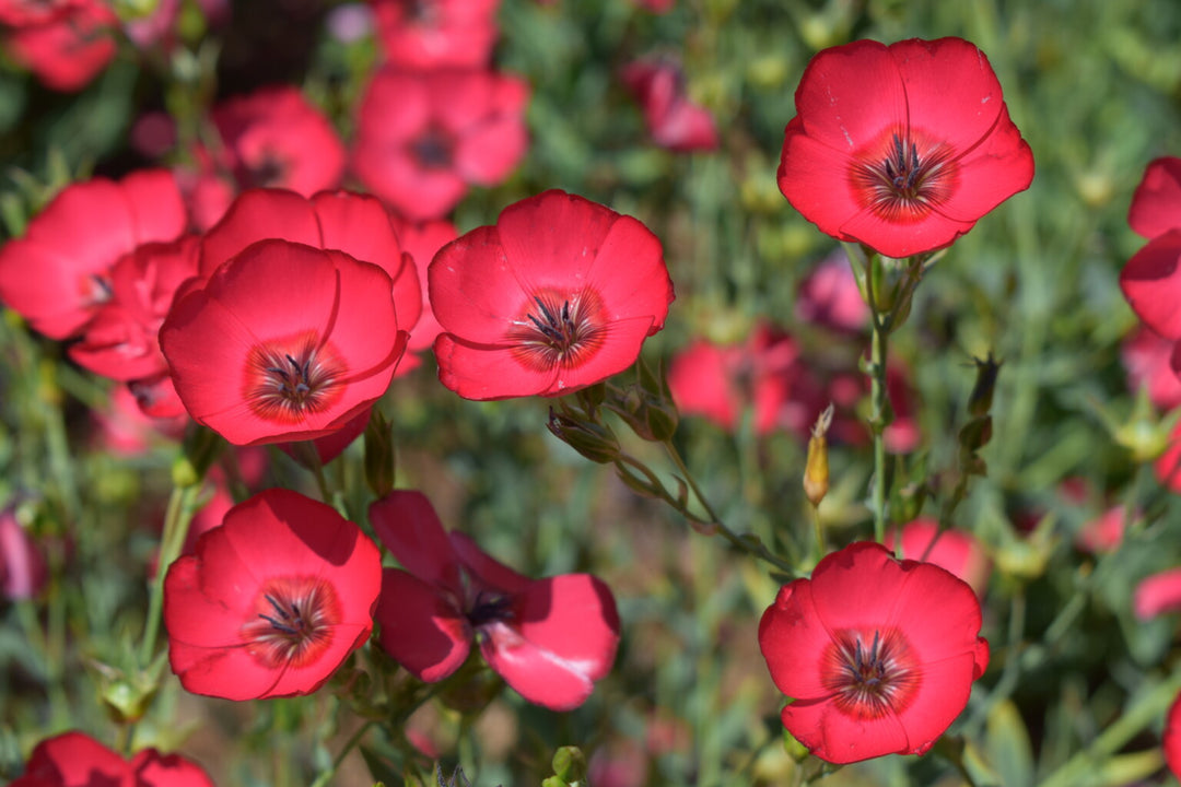 Røde Røllike Blomsterfrø til Plantning 100 stk