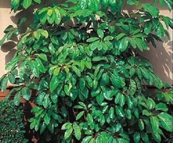 Schefflera Plant Seeds