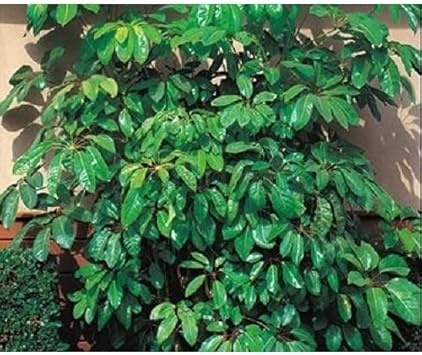 Schefflera Plant Seeds