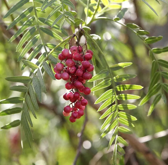 Schinus Molle Fruit Seeds
