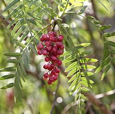 Schinus Molle Fruit Seeds