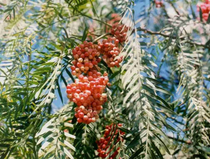 Schinus Molle Fruit Seeds