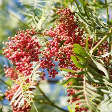 Schinus Molle Fruit Seeds