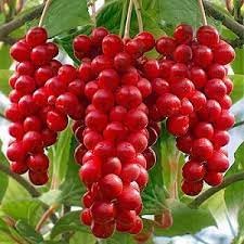 Schisandra Seeds