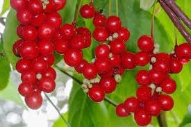 Schisandra Seeds