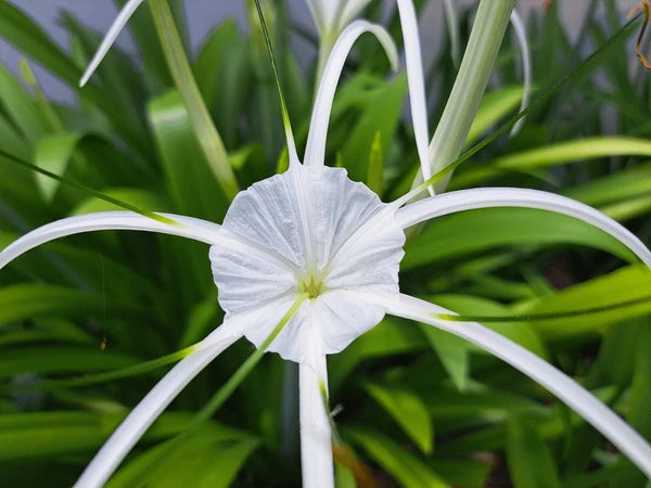 White Cape Lily Seeds for Planting – Tropical Aquatic Blooms, Heirloom & Non-GMO Seeds