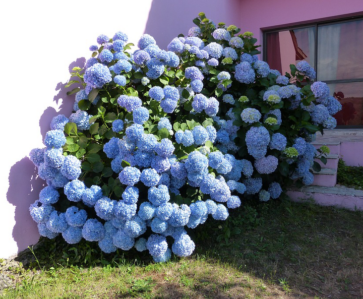 Blå hortensia blomsterfrø til plantning, 100 stk