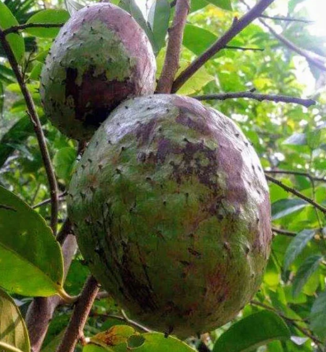 Mountain Soursop (Annona montana) Fruit Seeds for Planting – Rare Tropical Fruit for Home Gardens