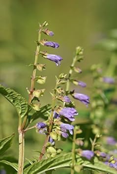 Scutellaria Lateriflora Seeds for Planting
