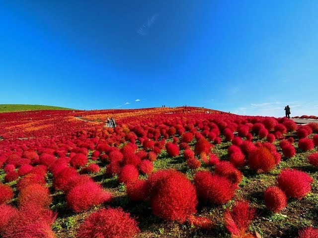 Red Burning Bush Flower Seeds for Planting, Fresh, 100 pcs