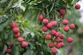 Sea Grape Fruit Seeds for Planting