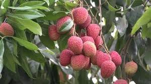 Sea Grape Fruit Seeds for Planting
