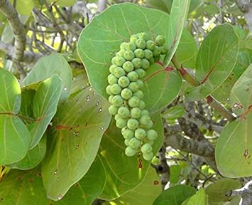 Sea Green Grape Fruit Seeds for Planting