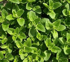 Sea Green Mint Seeds for Planting