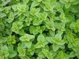 Sea Green Mint Seeds for Planting
