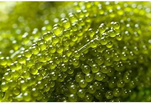 Seagrape Fruit Seeds