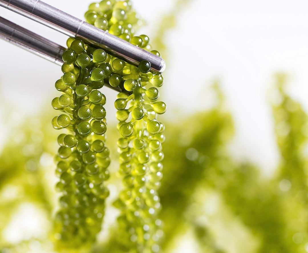 Seagrape Fruit Seeds