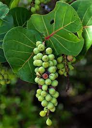 Seagrapes Fruit Seeds for Planting and Growing, Ideal for Coastal Gardens