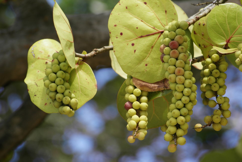 Seagrapes Fruit Seeds for Planting and Growing, Ideal for Coastal Gardens