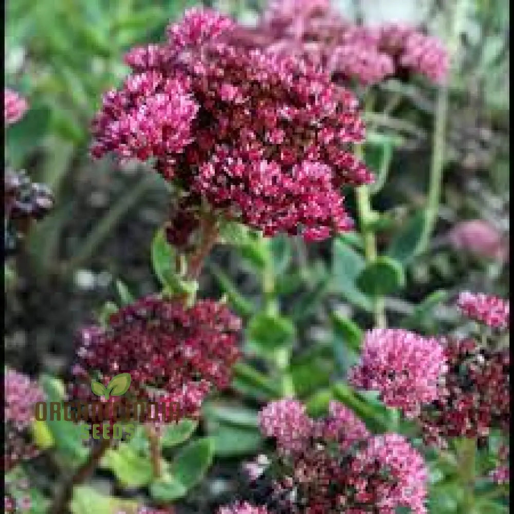 Sedum Emperors Flower Seeds for Planting - 100 pcs