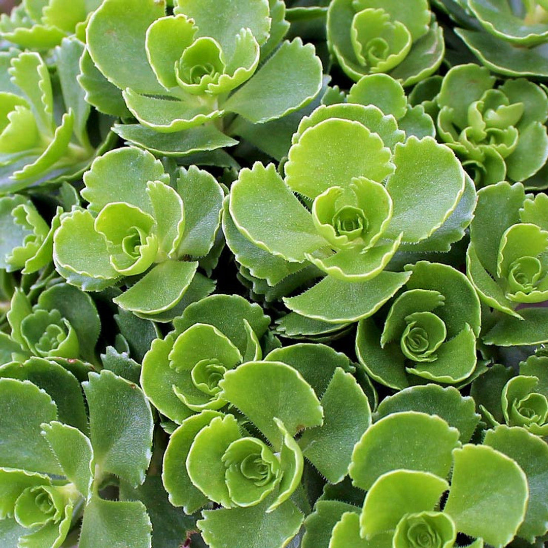 heirloom spurium flower seeds