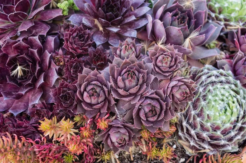 stone plant seeds Living Stone Sempervivum Plant Seeds for Planting – Green Variety – He – Neeraseeds