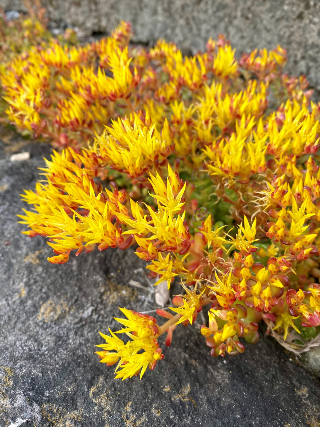 Yellow Sedum Oreganum Plant Seeds for Planting 100 pcs