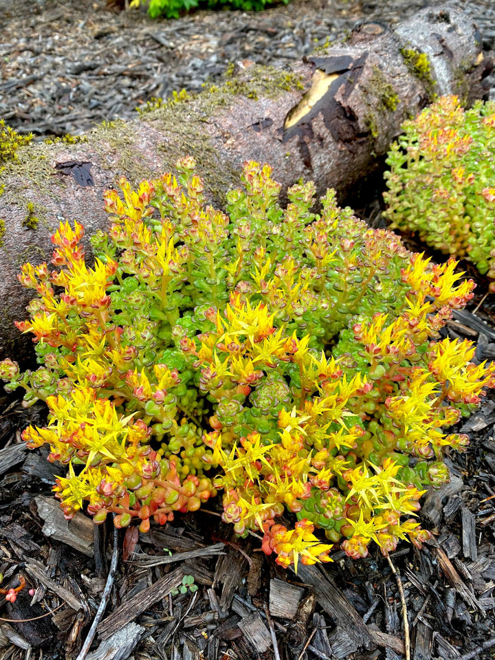 Yellow Sedum Oreganum Plant Seeds for Planting 100 pcs