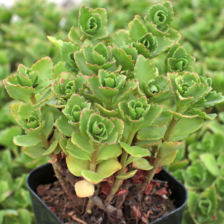 Heirloom Spurium Plant Seeds, Non-GMO Groundcover Succulent for Low-Maintenance Garden Planting