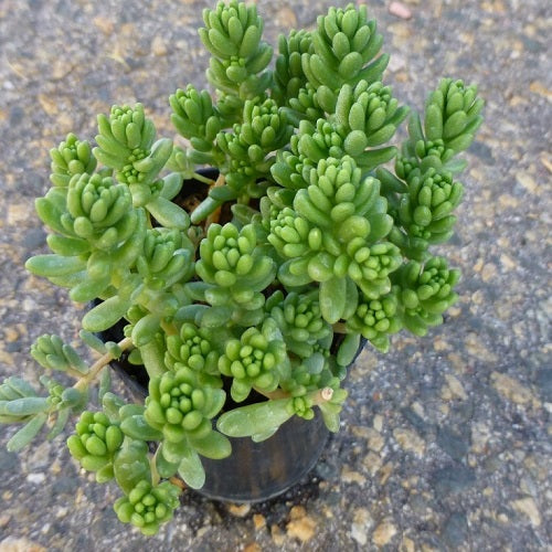 green tube succulent Organic Heirloom Non-GMO Green Sedum Album Seeds for Planting – Succul – Neeraseeds