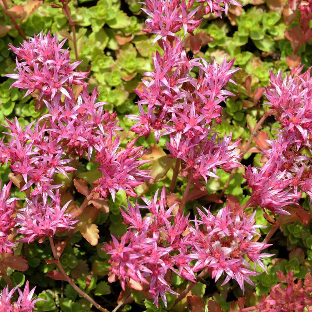 Pink Sedum Voodoo Seeds for Planting, 100 pcs