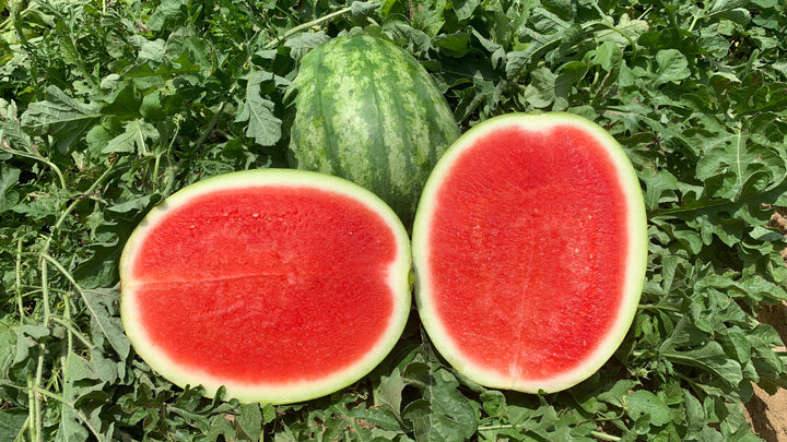 Seedless Watermelon Fruit Seeds for Planting – Non-GMO, High Yield Hybrid Melons for Home & Commercial Gardens