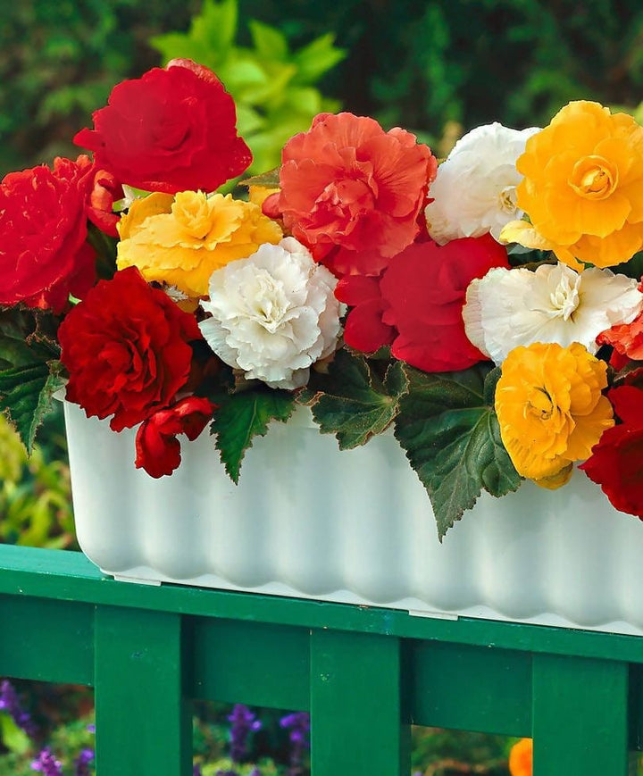 Begonia blomsterfrø til plantning, arvestykke, ikke-GMO, 100 stk.