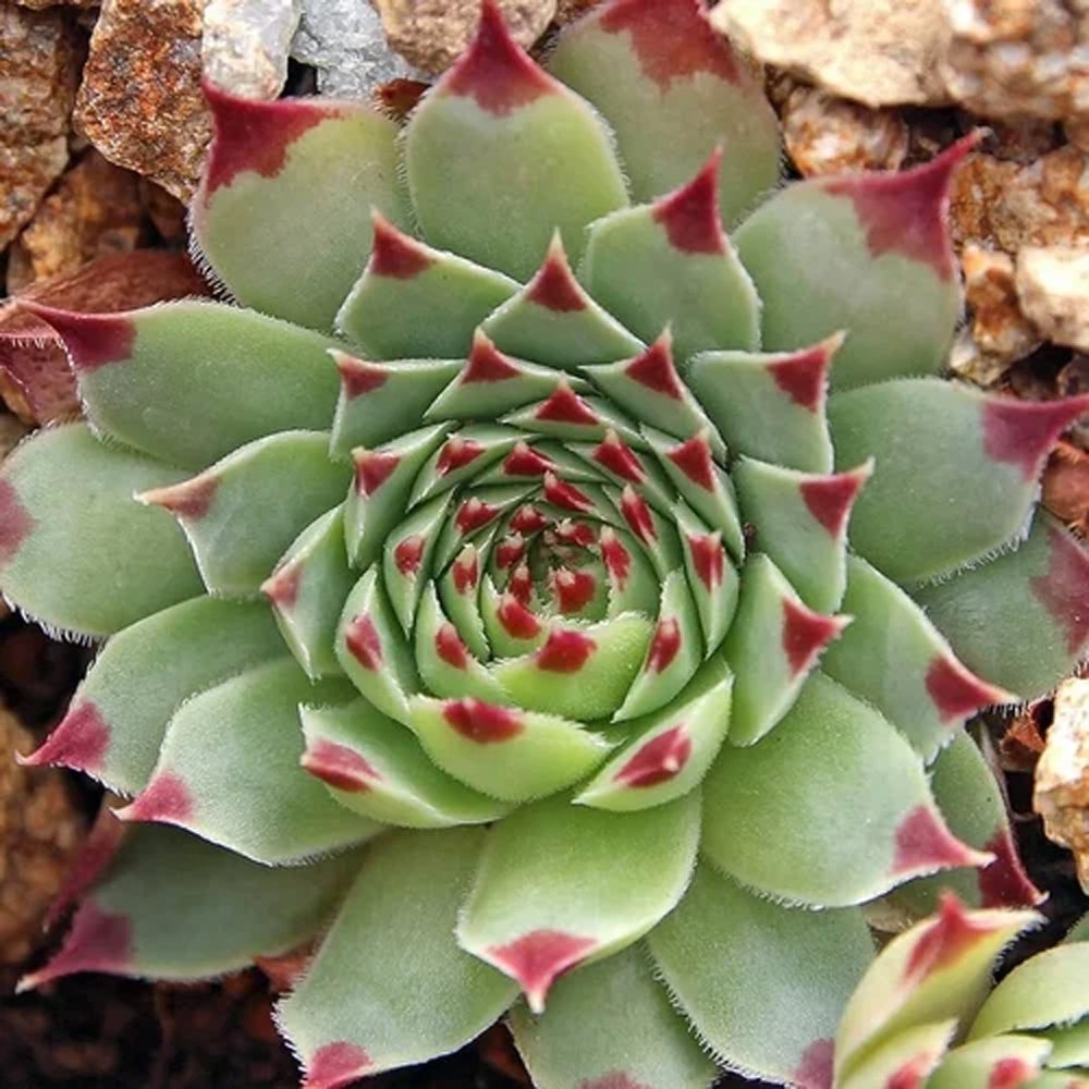 Grønne Sempervivum plantefrø til udplantning - 100 stk